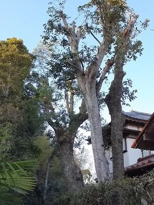 【アラカシ・クスノキ他、剪定　千葉県いすみ市】2年ぶりに屋根を越えた庭木の枝下し